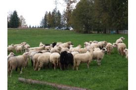 Dożynki i rozchód owiec na Stecówce