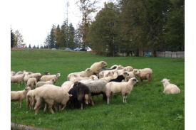 Dożynki i rozchód owiec na Stecówce