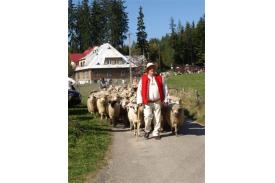 Rozsod - skludzani owiec na Stecówce u Henryka Kukuczki