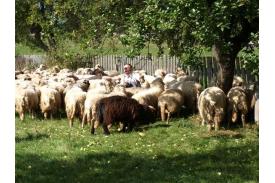Rozsod - skludzani owiec na Stecówce u Henryka Kukuczki