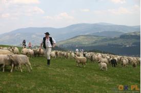 Miyszani owiec w Koniakowie