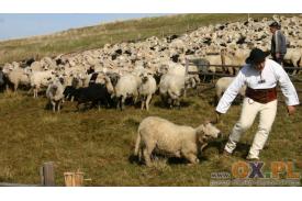 Rozsod owiec na Ochodzitej