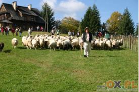 Rozsod owiec na Stecówce