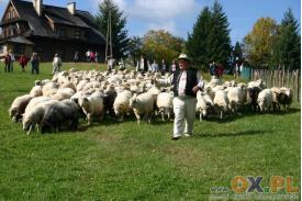 Rozsod owiec na Stecówce