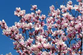 Cieszyńskie magnolie - wiosna 2013
