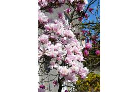 Cieszyńskie magnolie - wiosna 2013