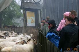 Mieszanie owiec na Stecówce