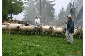 Mieszanie owiec na Stecówce