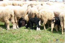 Koniaków: Miyszani owiec
