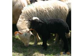 Koniaków: Miyszani owiec