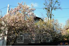 Cieszyn wiosną 2014  - magnolie.