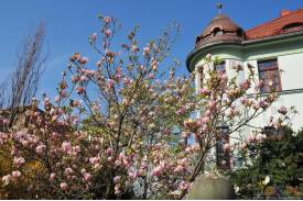 Cieszyn wiosną 2014  - magnolie.