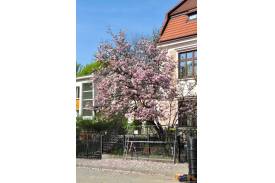 Cieszyn wiosną 2014  - magnolie.