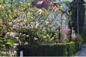 Cieszyn wiosną 2014  - magnolie.
