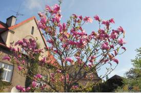 Cieszyn wiosną 2014  - magnolie.