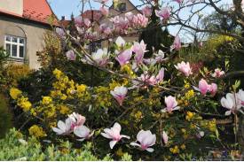 Cieszyn wiosną 2014  - magnolie.