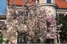 Cieszyn wiosną 2014  - magnolie.