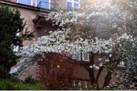 Cieszyn wiosną 2014  - magnolie.