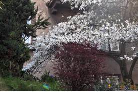 Cieszyn wiosną 2014  - magnolie.