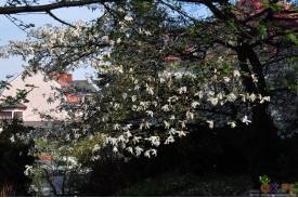 Cieszyn wiosną 2014  - magnolie.