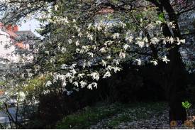 Cieszyn wiosną 2014  - magnolie.