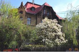 Cieszyn wiosną 2014  - magnolie.