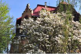 Cieszyn wiosną 2014  - magnolie.