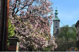 Cieszyn wiosną 2014  - magnolie.