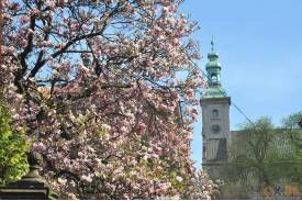 Cieszyn wiosną 2014  - magnolie.
