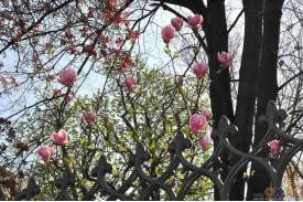Cieszyn wiosną 2014  - magnolie.