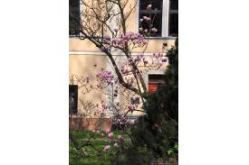 Cieszyn wiosną 2014  - magnolie.