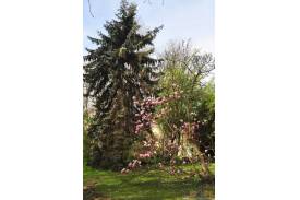 Cieszyn wiosną 2014  - magnolie.