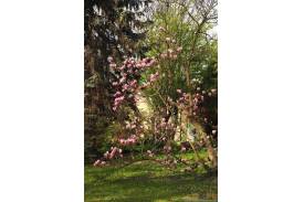 Cieszyn wiosną 2014  - magnolie.