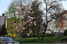 Cieszyn wiosną 2014  - magnolie.