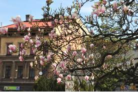 Cieszyn wiosną 2014  - magnolie.