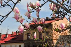 Cieszyn wiosną 2014  - magnolie.