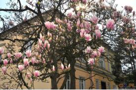 Cieszyn wiosną 2014  - magnolie.