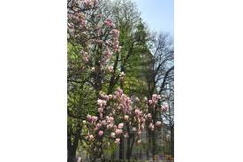 Cieszyn wiosną 2014  - magnolie.