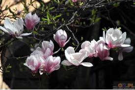 Cieszyn wiosną 2014  - magnolie.
