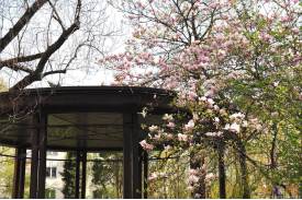 Cieszyn wiosną 2014  - magnolie.
