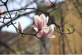 Cieszyn wiosną 2014  - magnolie.