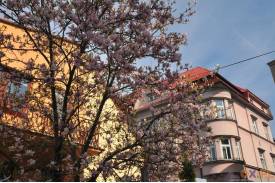 Cieszyn wiosną 2014  - magnolie.