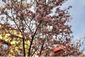 Cieszyn wiosną 2014  - magnolie.