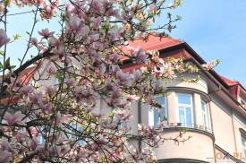 Cieszyn wiosną 2014  - magnolie.