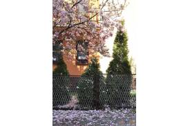 Cieszyn wiosną 2014  - magnolie.