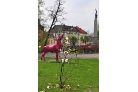 Cieszyn wiosną 2014  - magnolie.