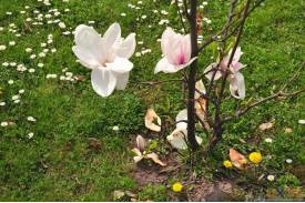 Cieszyn wiosną 2014  - magnolie.