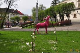 Cieszyn wiosną 2014  - magnolie.