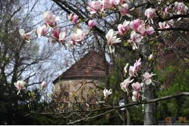 Cieszyn wiosną 2014  - magnolie.