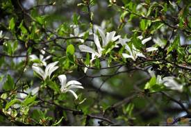 Cieszyn wiosną 2014  - magnolie.